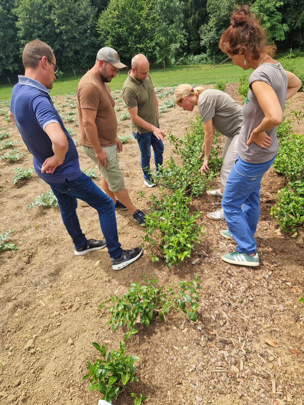 Group of participants looking at tea herbs on a farm field.